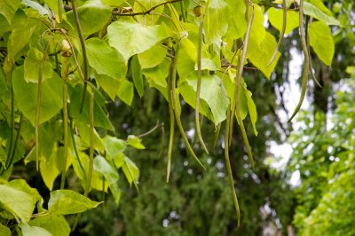 Catalpa bignoides - katalpa trubačovitá - plody
